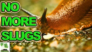 Slug Control In Garden  How To Get Rid Of Slugs [upl. by Gninnahc695]