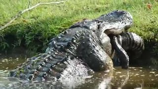 Massive gator swallows smaller gator whole [upl. by Derrik]