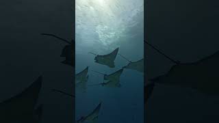 Stunning Beauty of Underwater journey  eagleray [upl. by Ailesor]