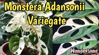 Monstera Adansonii Variegate  Beutiful Rare Plant Tour [upl. by Yoshiko43]