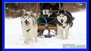 HUSKIES GO DOG SLEDDING  Oakley can Pull the Sled [upl. by Llezom]