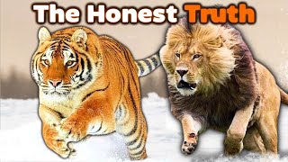 SIBERIAN TIGER vs LION  The Honest Truth [upl. by Warring552]