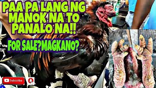 PETS AND ANIMALS FOR SALE SA SMX CONVENTION  ALCASID AVIARY AND FARM PET EXPO 2022 vlog461 [upl. by Pejsach426]