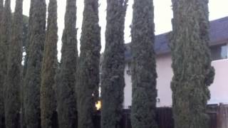 Cupressus sempervirens Stricta  Italian CypressMediterranean Cypress Pencil Pine [upl. by Ticon]