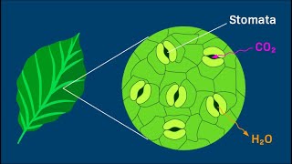 How to Do a Stomata Peel [upl. by Archie]