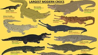 10 Largest amp Longest Modern Crocodiles [upl. by Braun]