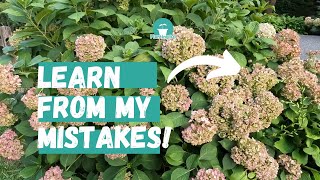 Step by Step How to Deadhead Hydrangeas  Prune Hydrangeas [upl. by Letney]