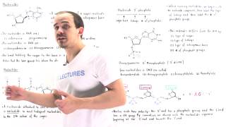 Nucleosides and Nucleotides [upl. by Ermanno]