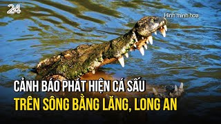 Cảnh báo phát hiện cá sấu trên sông Bằng Lăng Long An  VTV24 [upl. by Oznecniv297]