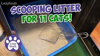 Scooping Litter For 11 Cats 😺 Life With A Large Cat Family  Dr Elseys Cat Litter [upl. by Howarth739]