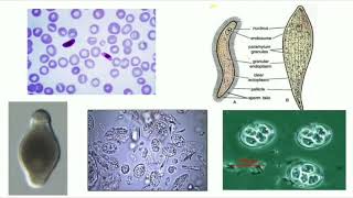 Phylum Apicomplexa  Plasmodium [upl. by Eiblehs232]