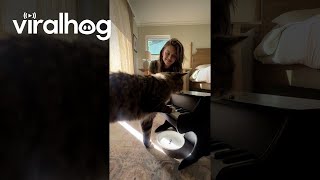 Cat Taught To Play Piano Using Classical Conditioning  ViralHog [upl. by Graehl354]