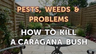 How to Kill a Caragana Bush [upl. by Wills506]