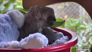 Baby three fingered sloth Marina eating leaves  040624  SlothTV via exploreorg [upl. by Lanie837]