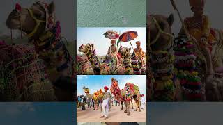 Pushkar camel fair 2024 rajasthan [upl. by Curr]