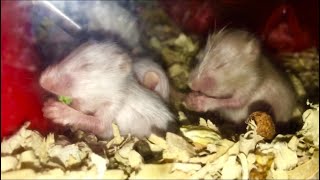 Hamster Babies 🐹busy eating 😁 so cute 🥰 [upl. by Litha312]