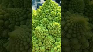 Romanesque Cauliflower Romanesco broccoli  The Worlds Most Amazing Plants [upl. by Allesor448]