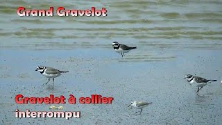 GRAND GRAVELOT TADORNE PIGEON RAMIER SEDUCTION [upl. by Ayam]