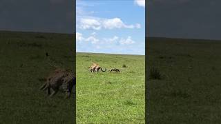 A Fox outruns three Cheetahs wildlife [upl. by Yatnohs]