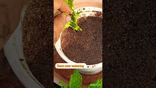 Easy to grow crossandra plant from cuttings shortsyoutube shorts [upl. by Aiym]