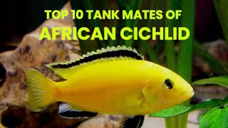 Top 10 Tank Mates of African Cichlid [upl. by Anilef57]