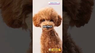 Poodles The Ultimate Dog Breed Guide cute dog pets funny [upl. by Ano]