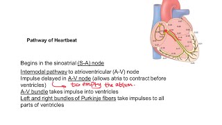 Rhythmical excitation of heartpacemaker action potential شرح [upl. by Witte469]