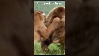 O que acontece quando um puma encara um urso pardo [upl. by Bergh935]