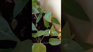 Update on my granadilla plants [upl. by Burny]