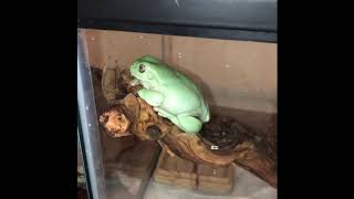 Reasons why your whites tree frog is not eating [upl. by Atinyl948]