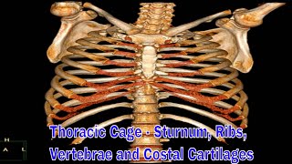 Thoracic Cage  sturnum ribs vertebrae and costal cartilages 흉곽 구조 [upl. by Nannarb176]