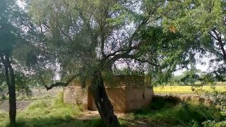 mirza sahiba ki story and Darbar tour  mirza sahiba da pind  mirza sahiba k qatal hony ki jagha [upl. by Jeb]