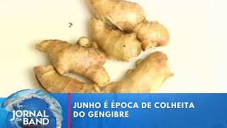 Junho é época de colheita do gengibre  Jornal da Band [upl. by Arbmat857]