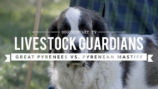 LIVESTOCK GUARDIANS GREAT PYRENEES AND PYRENEAN MASTIFFS [upl. by Massarelli]