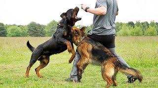 German Shepherd vs Rottweiler real bloody fight [upl. by Ronni]