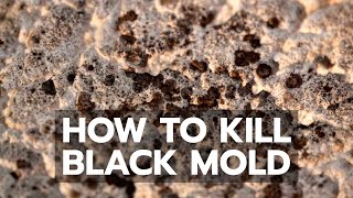 How to Kill Black Mold Safely amp Forever [upl. by Nyladnek]