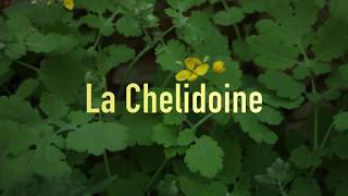 La Chélidoine comment vous débarrasser de vos verrues gratuitement [upl. by Yadrahc]