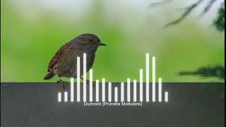 Dunnock  Prunella Modularis Sound [upl. by Jumbala]