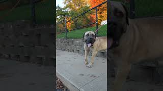 BOERBOEL STUD Black Iron Optimus Prime boerboelbreeders boerboel dogbreed [upl. by Ecinnahs380]