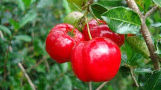 Barbados Cherry Acerola tree in Phoenix AZ [upl. by Anattar310]