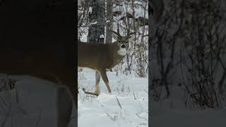 This Saskatchewan GIANT has to be the most skittish deer Ive ever hunted bowhunting whitetail [upl. by Nerraw]