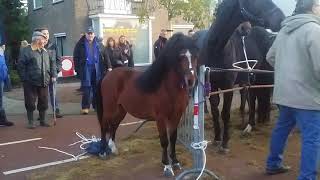 Caustic horses by stress on horse market Hedel [upl. by Nnaecarg]