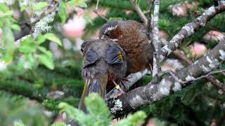 台灣噪眉  Whitewhiskered Laughingthrush  Trochalopteron morrisonianum [upl. by Ahsilat]