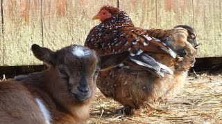 Part two  Kinds of Chicken in Belgium  Common backyard chicken breeds [upl. by Aneekal]