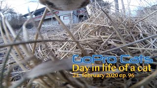 Cat with GoPro walking in the neighborhood [upl. by Hannis]