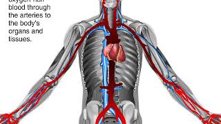 How Blood Flows through the Body Animation  Circulatory System Video [upl. by Suivart]