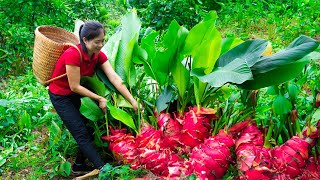 Harvesting Edible Canna Rhizome amp Goes To Market Sell  Gardening And Cooking  Lý Tiểu Vân [upl. by Ruskin]