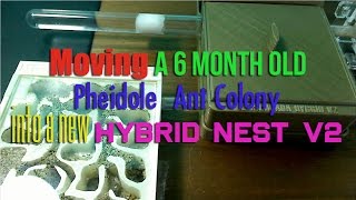 Moving a 6 month old Pheidole Ant Colony into a New Hybrid Nest v2 [upl. by Nnasor675]