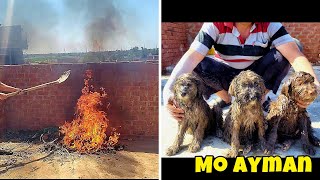 Annual cleaning for puppies The Dodo animals puppy dogs puppys dog k1 viral catstagram [upl. by Eberhard]