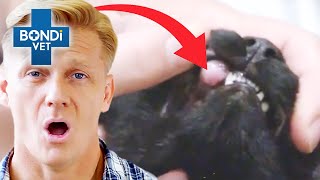 Cat Almost Dies During Lump Removal Surgery 🙀  Bondi Vet Full Episodes  Bondi Vet [upl. by Trow940]